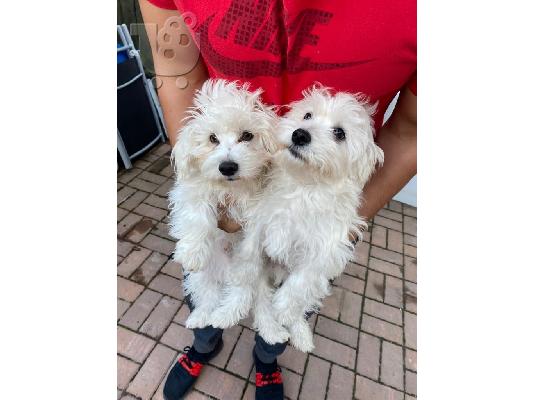 bichon προς πώληση